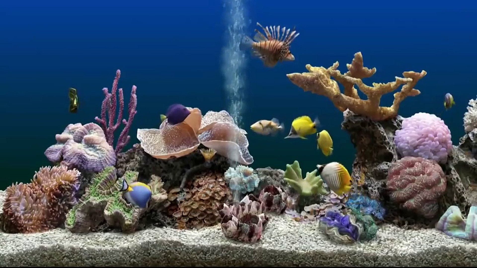 Videos Cats Like To Watch Fish