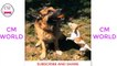 Compilation Funny from Dogs and Cats _ Try Not to Laugh