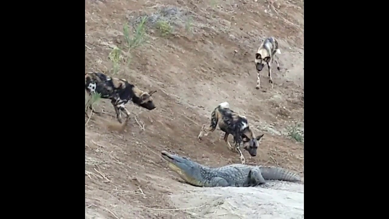 crocodile vs wild dogs real fight African Wild Dogs