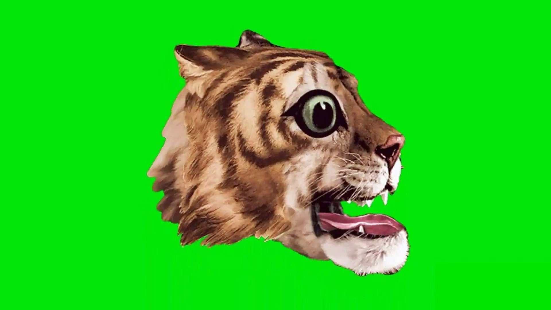 Top 121 + Green screen animals