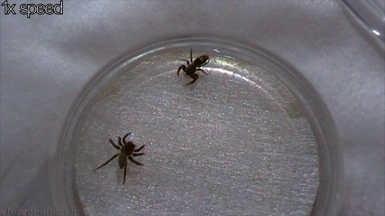 Jumping Spider vs Jumping Spider video Dailymotion