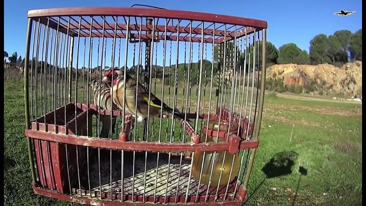 Best Bird Trap For Finches Spain Style Catch Birds video Dailymotion