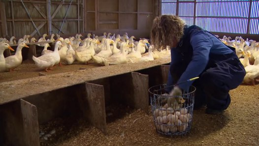 Duck Eggs from Hill Foot Farms video dailymotion