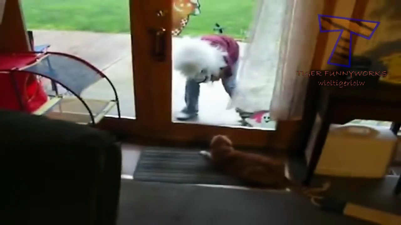 Funny cats scared of random things Funny cats compilation Top Funny