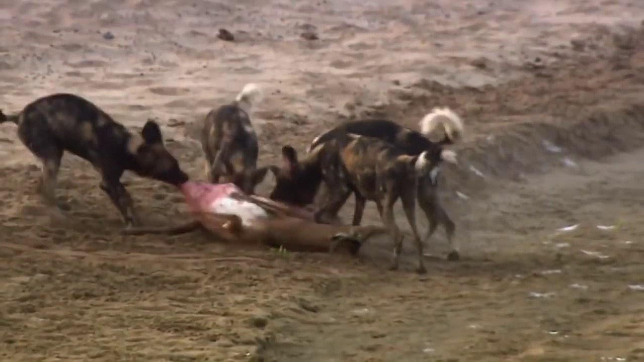 African Wild Dogs Attacks National Geographic