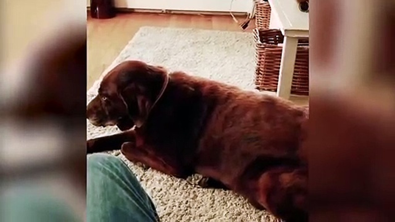 Quand le chien pète, le chat vomit Vidéo Dailymotion