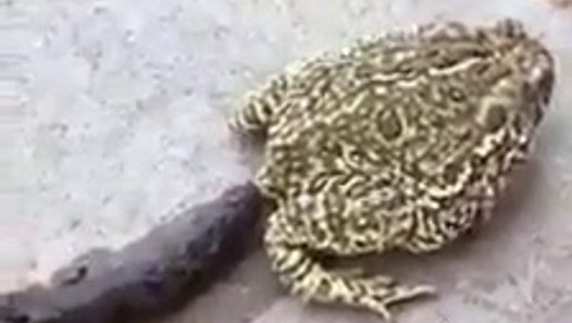 A toad makes a big poop Vidéo Dailymotion