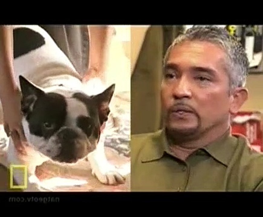 Dog Whisperer S06E04 Hardy Attacked with Love video