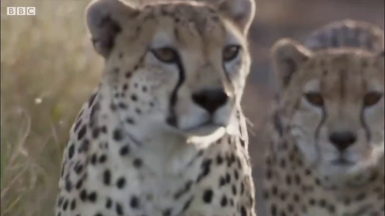 Top and Best Wild Animal Chases Top 5 Documentary video Dailymotion