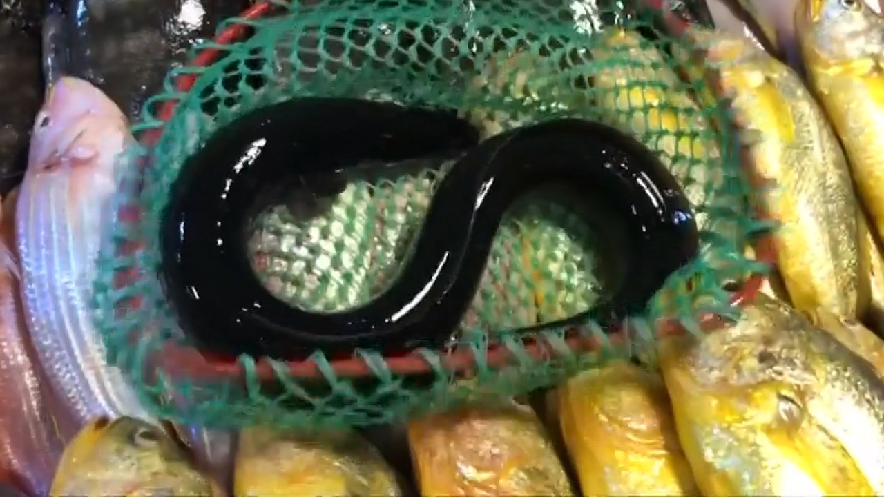 Eel trafficking from Europe to Asia a lucrative crime that is