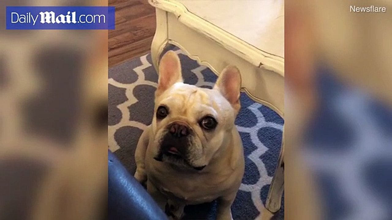 Angry French bulldog throws tantrum over Cheerios Daily Mail Online