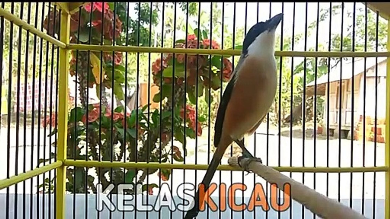 Suara Burung Cendet Gacor Full Isian, Bikin Pengen - Kelas Cendet - Video Dailymotion 720_x_1280_jpg