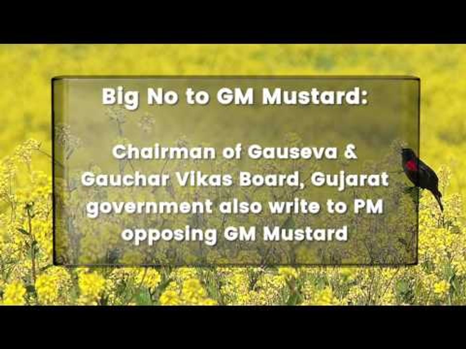 Experts Warn PM On GM Mustard video Dailymotion