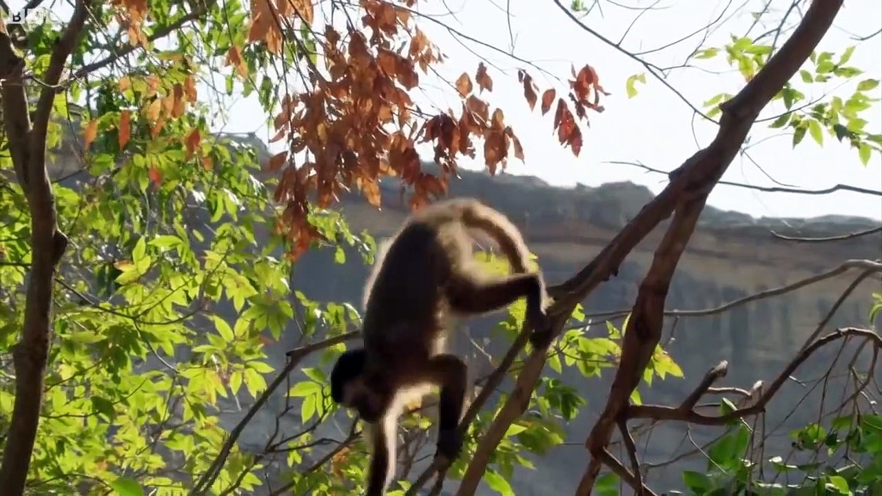 Top 5 Best of South American animals animal video Dailymotion
