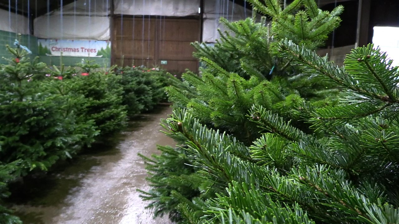 The South Yorkshire Christmas Tree Farm that supplies 15,000 trees each