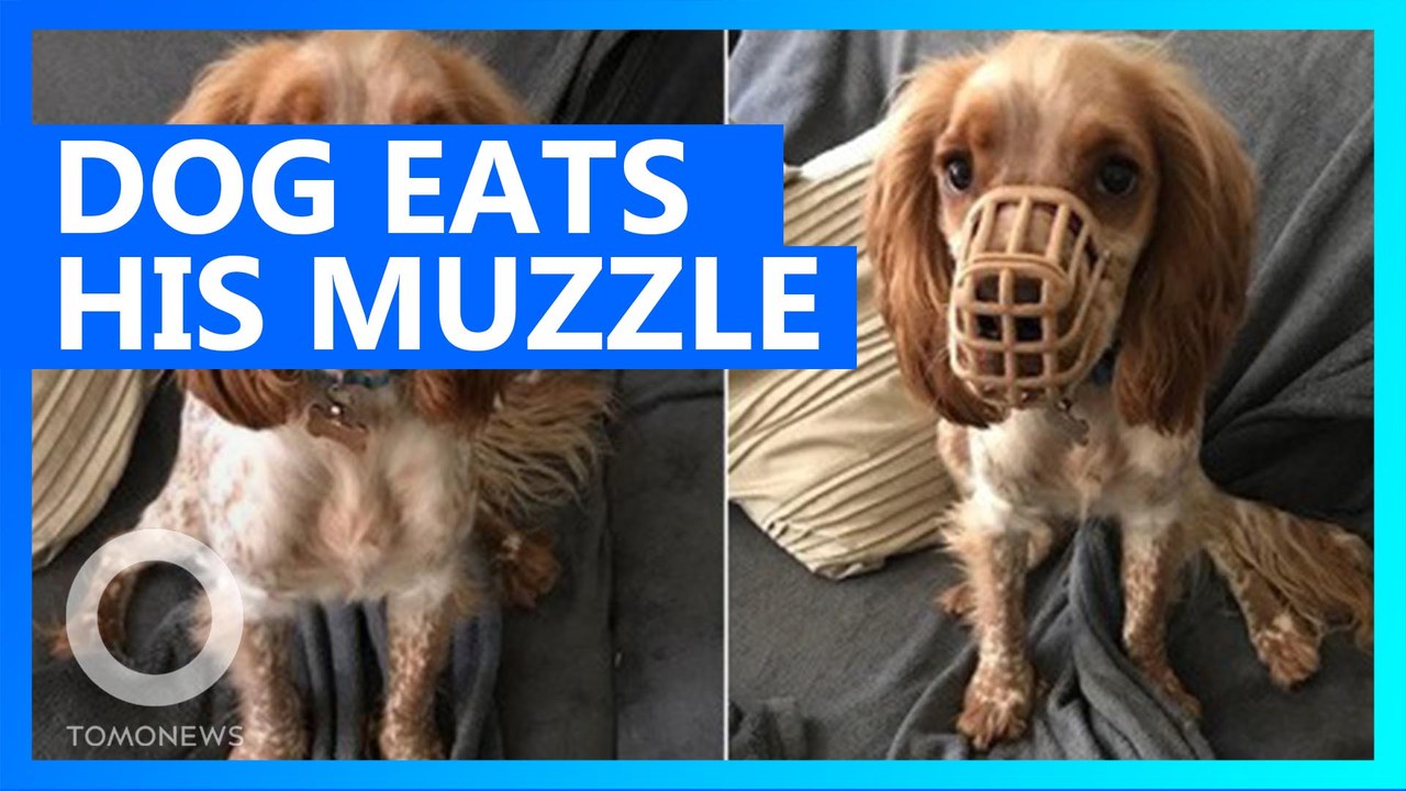 Dog keeps eating everything in site, including his own muzzle video