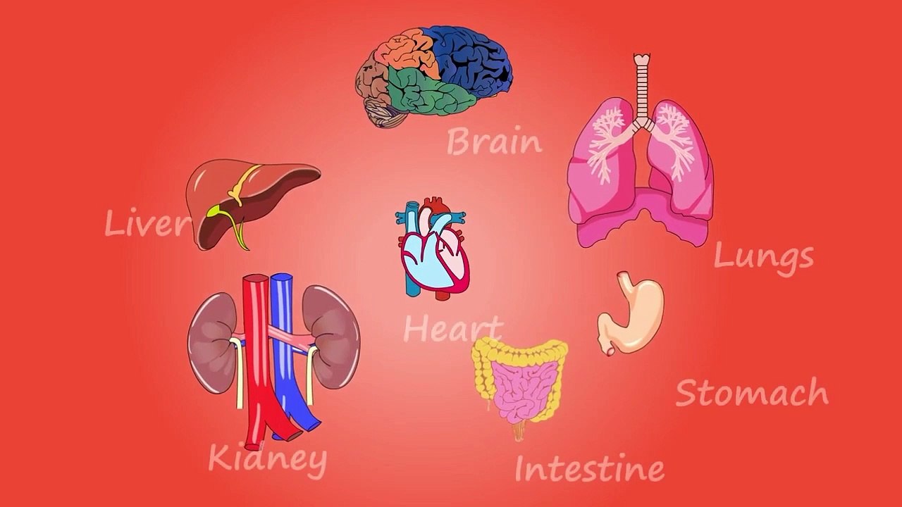 Human body organs _human body organs in Hindi Urdu, human body organ