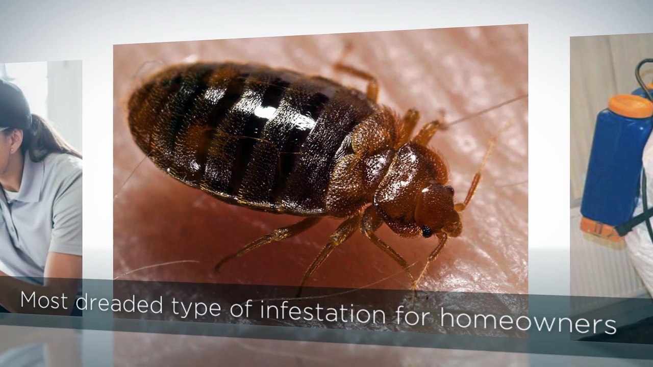 A1 Bed Bug Exterminator St Louis video Dailymotion