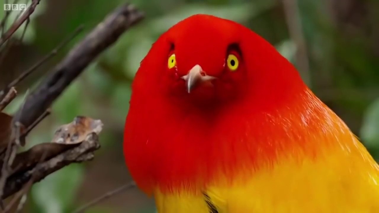 Nature's Greatest Dancers _ Top 5 _ BBC Earth video Dailymotion