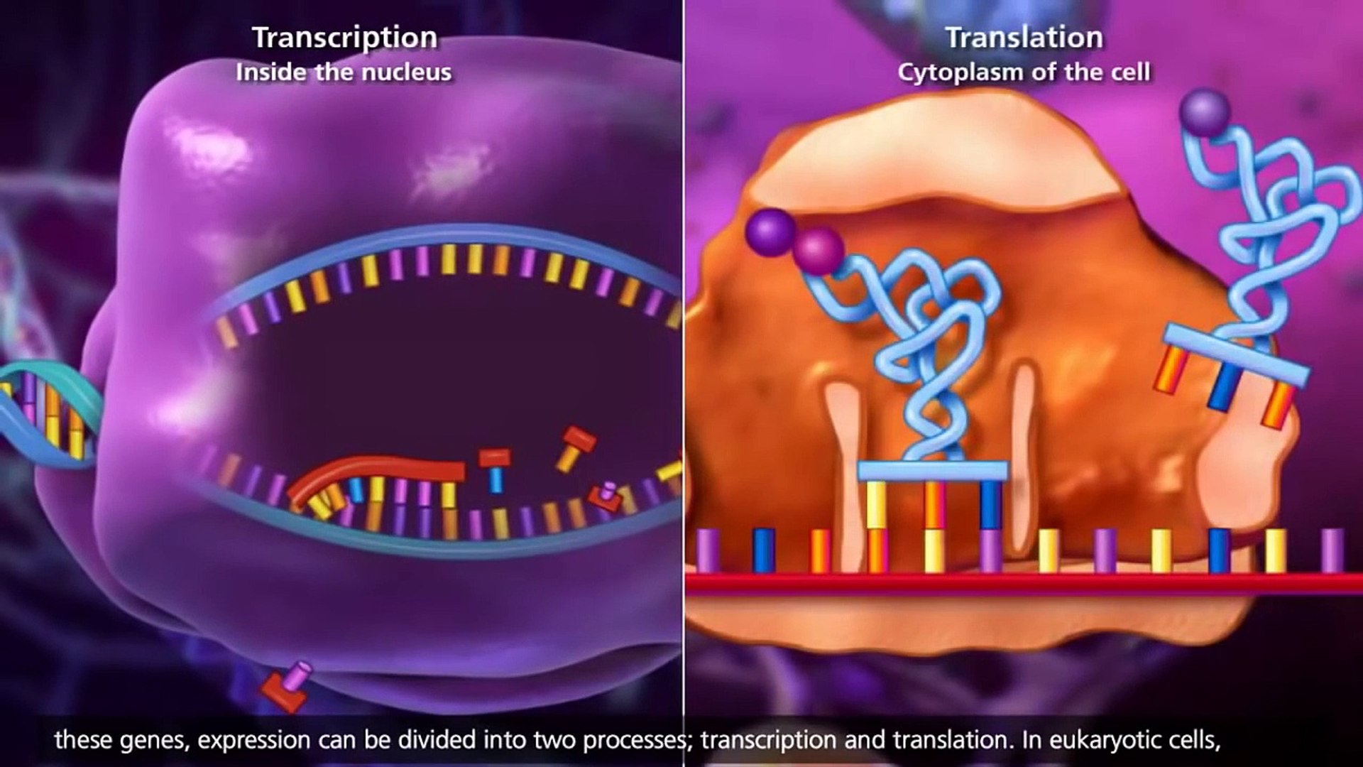 Dna Structure Animation Mcgraw Hill