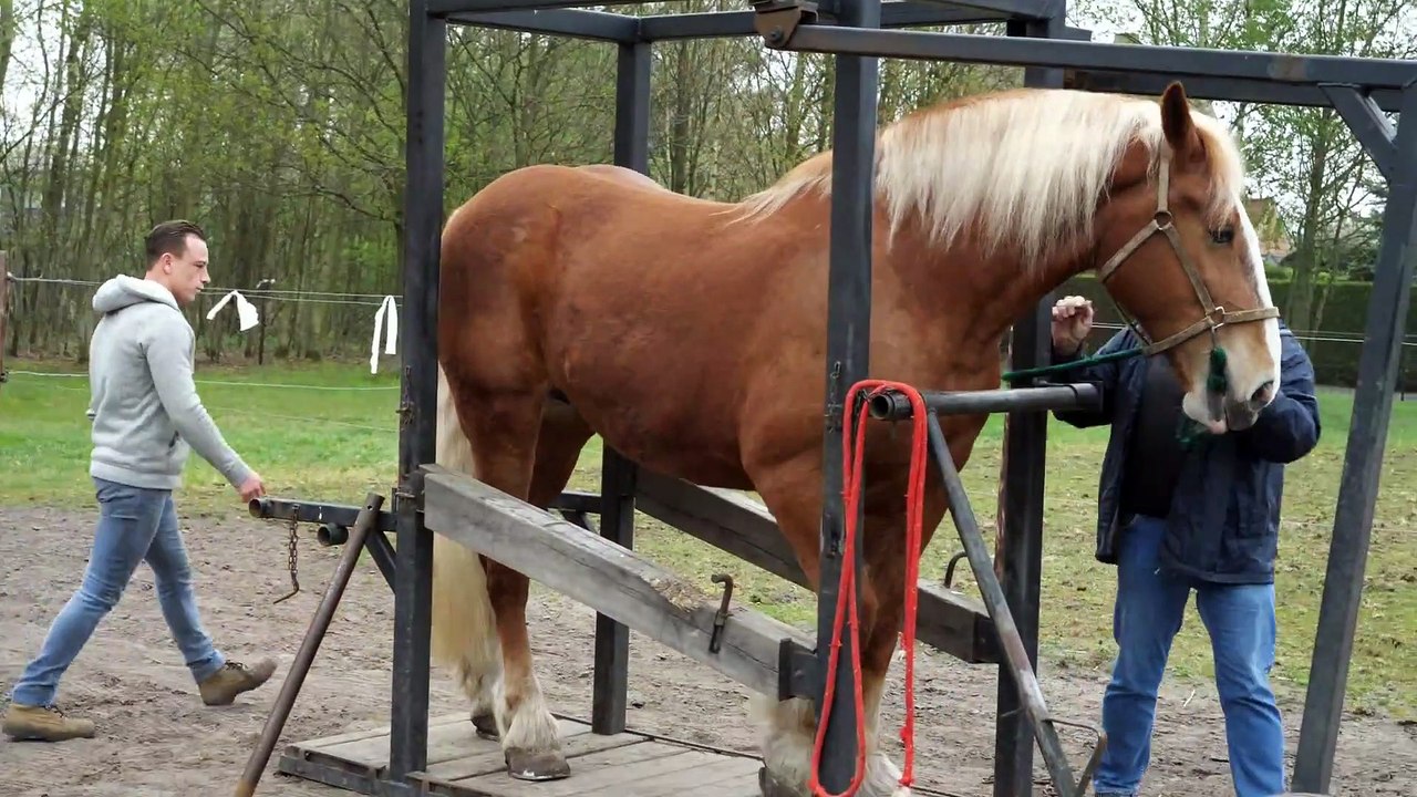 Hot shoeing a draft horse is a tough job. Watch the whole technique in