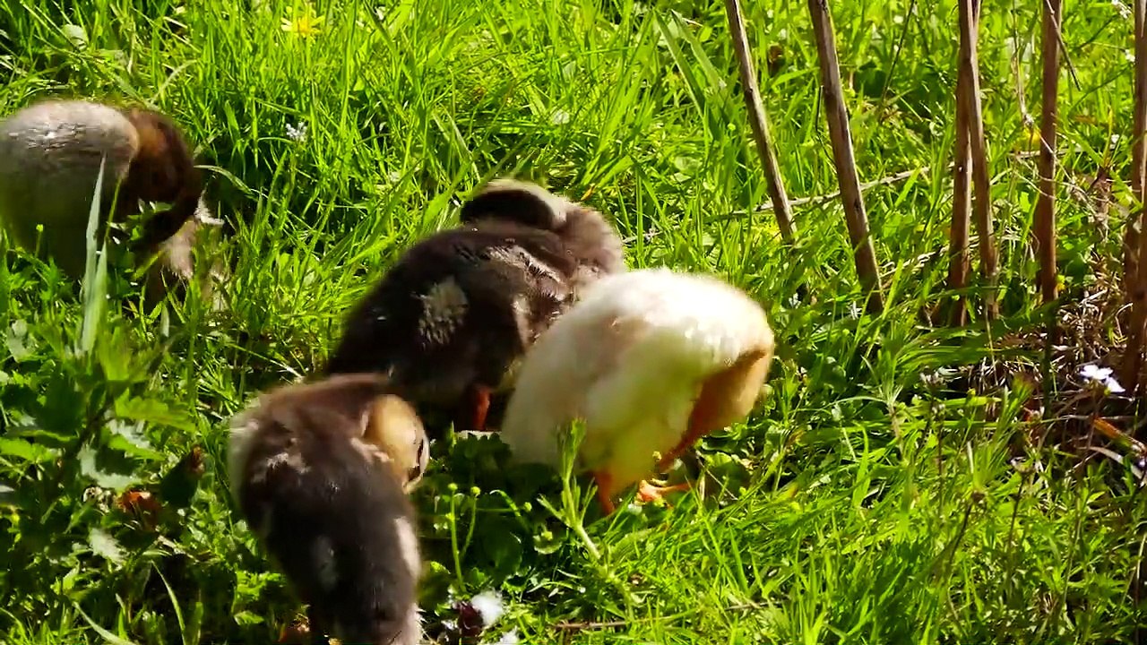 DUCK SOUNDS FOR KIDS Quacking Sounds of Ducks, Duck Sound Effects and