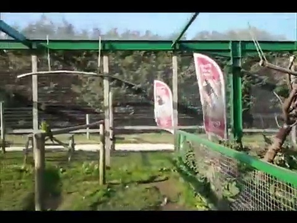 Parrots Parrot at the Parrot Zoo, Friskney, near Boston, Lincs a