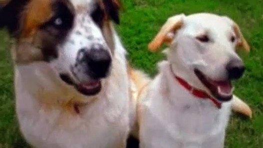 Baby Einstein S01E09 Baby Einstein Neighborhood Animals video
