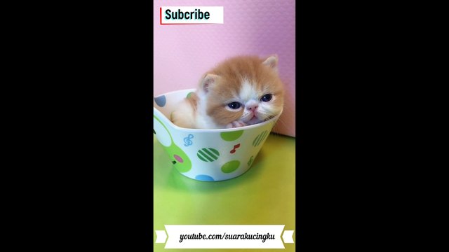 Anak Kucing Lucu dan Menggemaskan - video Dailymotion