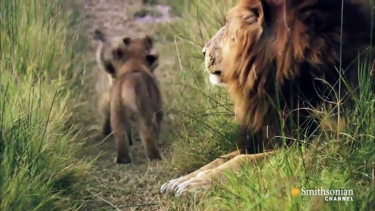 [African Lion Diary] Story Of 13 Lion Cubs Survive Through A Harsh