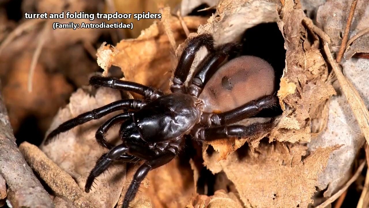Turret Spider facts"Fold Trapdoor Spiders" video Dailymotion