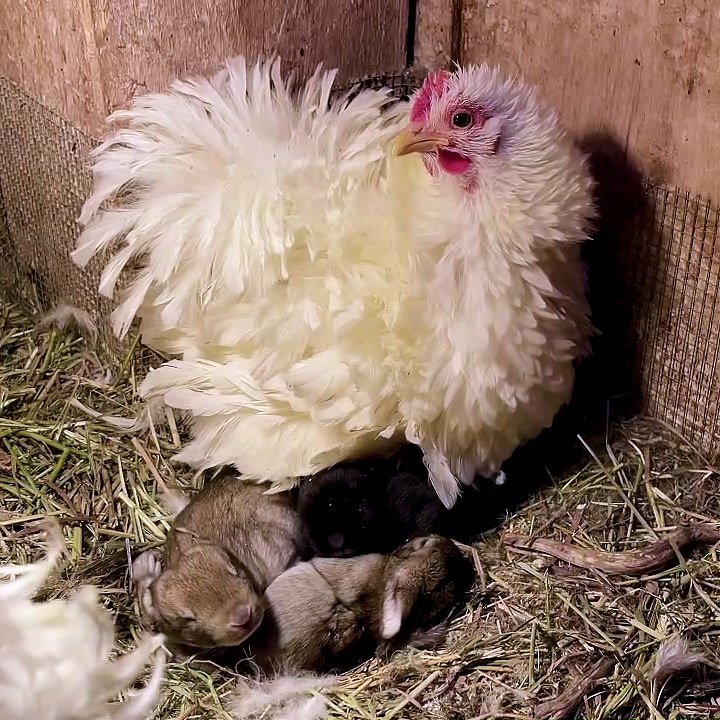 Chicken Helps Keep Baby Bunnies Warm video Dailymotion
