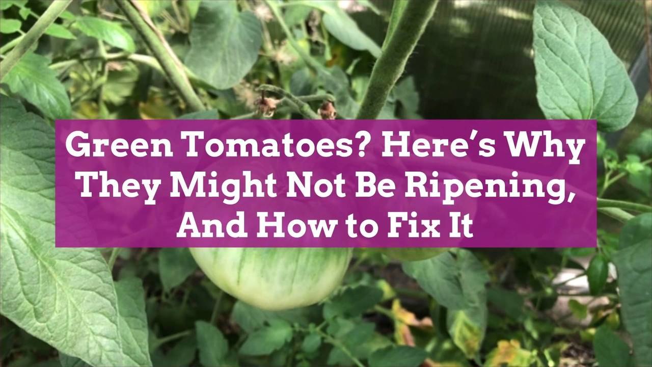 Green Tomatoes? Here's Why They Might Not Be Ripening, And How to Fix