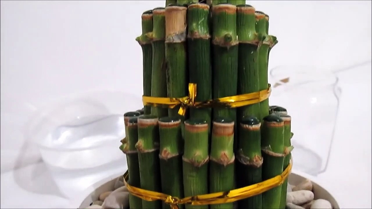 Repotting Lucky Bamboo Plants Care video Dailymotion