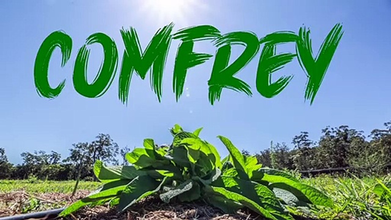 How I Make Plant Food For My Vegetable Garden video Dailymotion