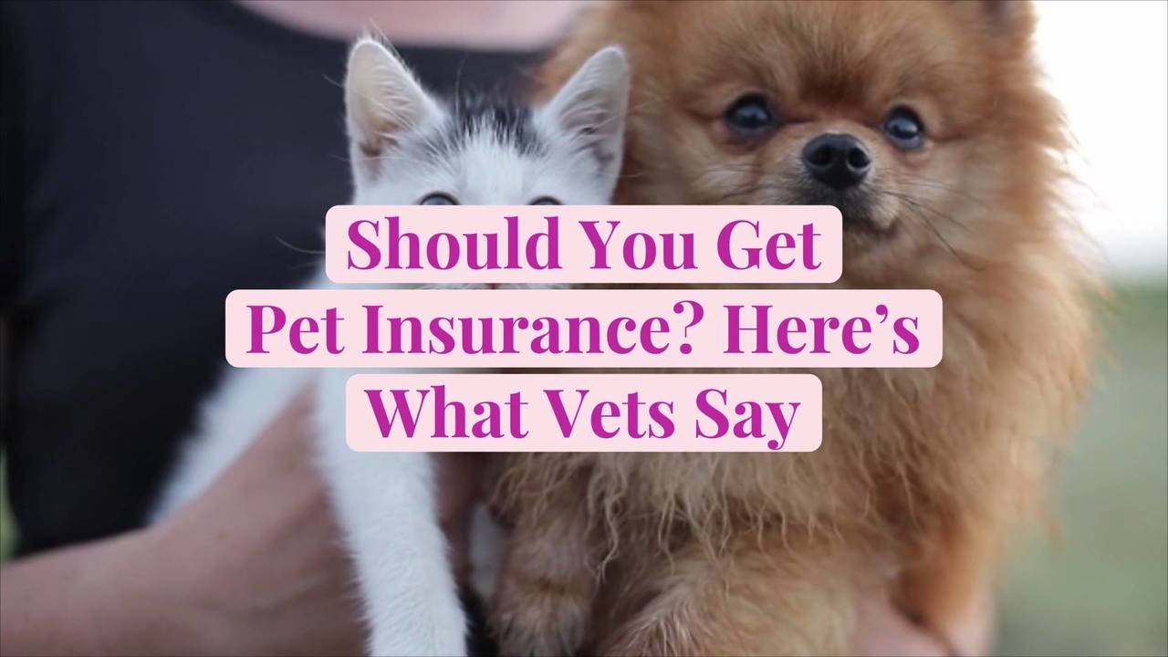 Should You Get Pet Insurance? Here's What Vets Say video Dailymotion