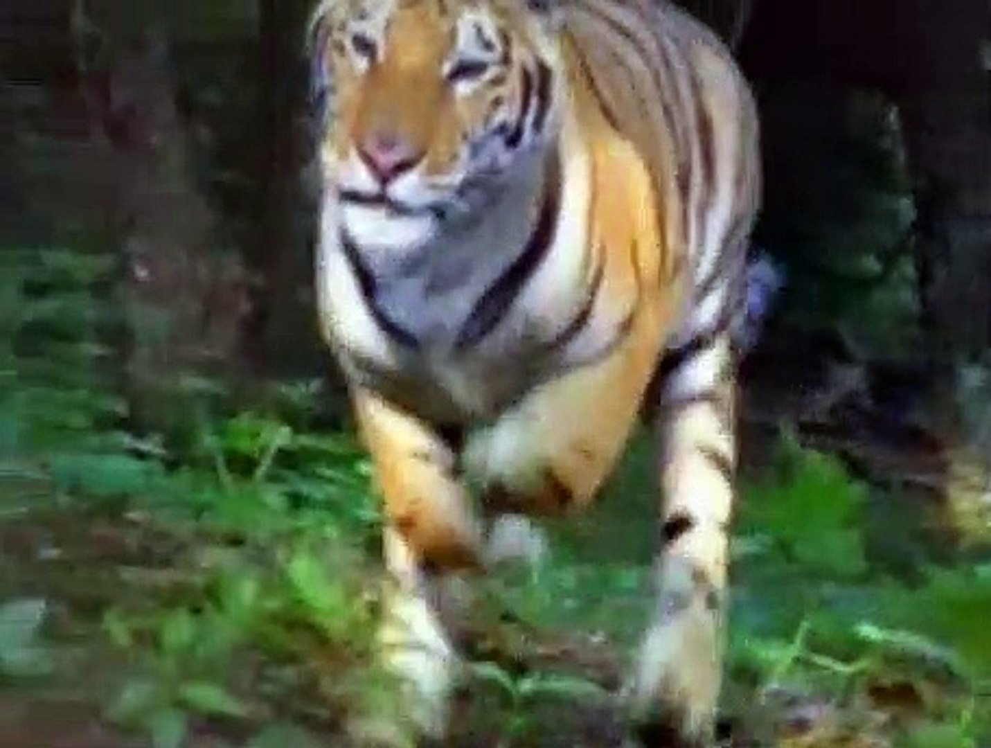 Baby Einstein World Animals A Musical Safari