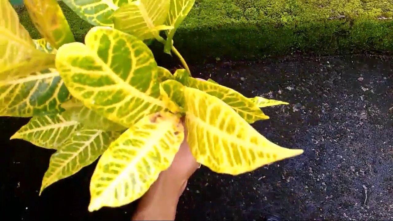 How to Grow Croton Plants From Stem Cuttings video Dailymotion