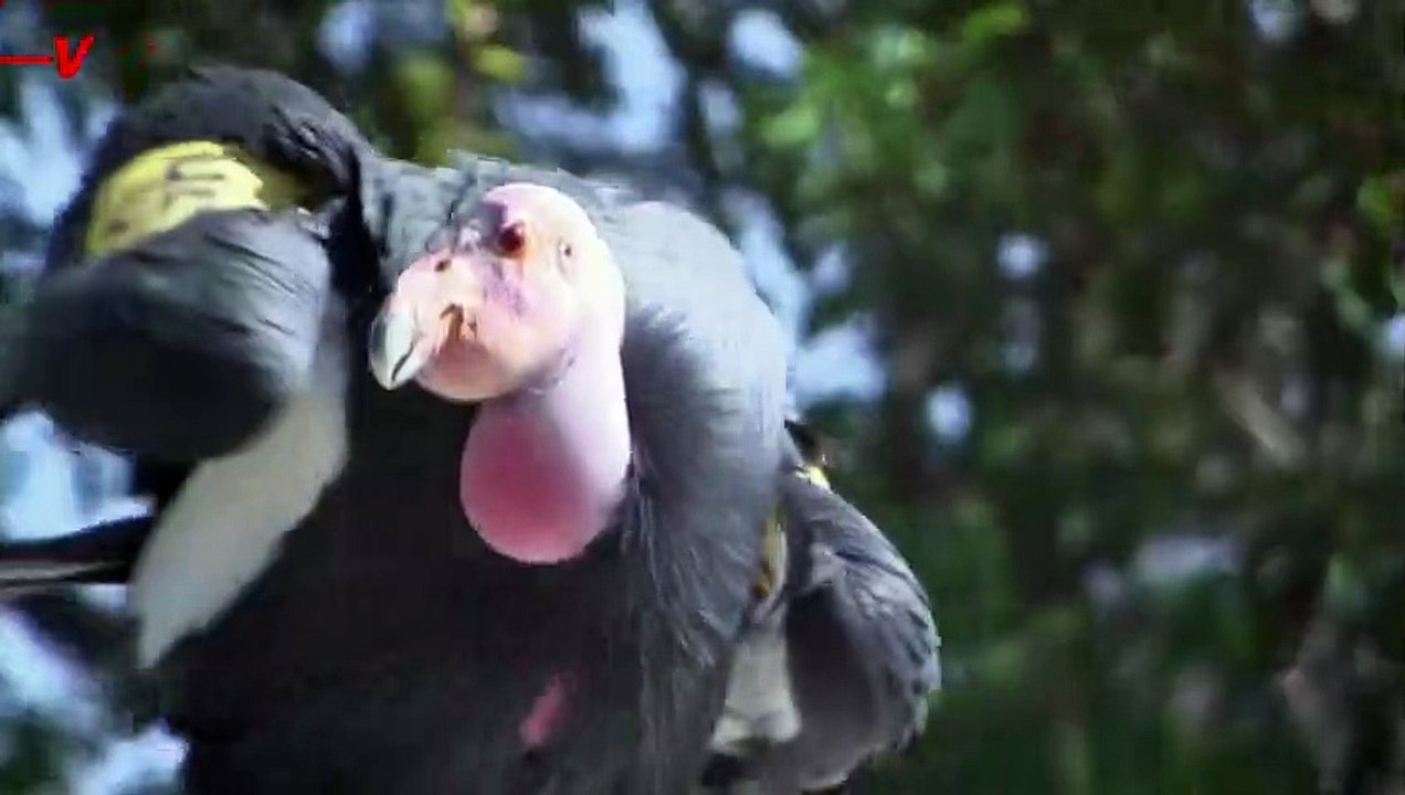 This Critically Endangered Bird Can Now Reproduce Without Mating