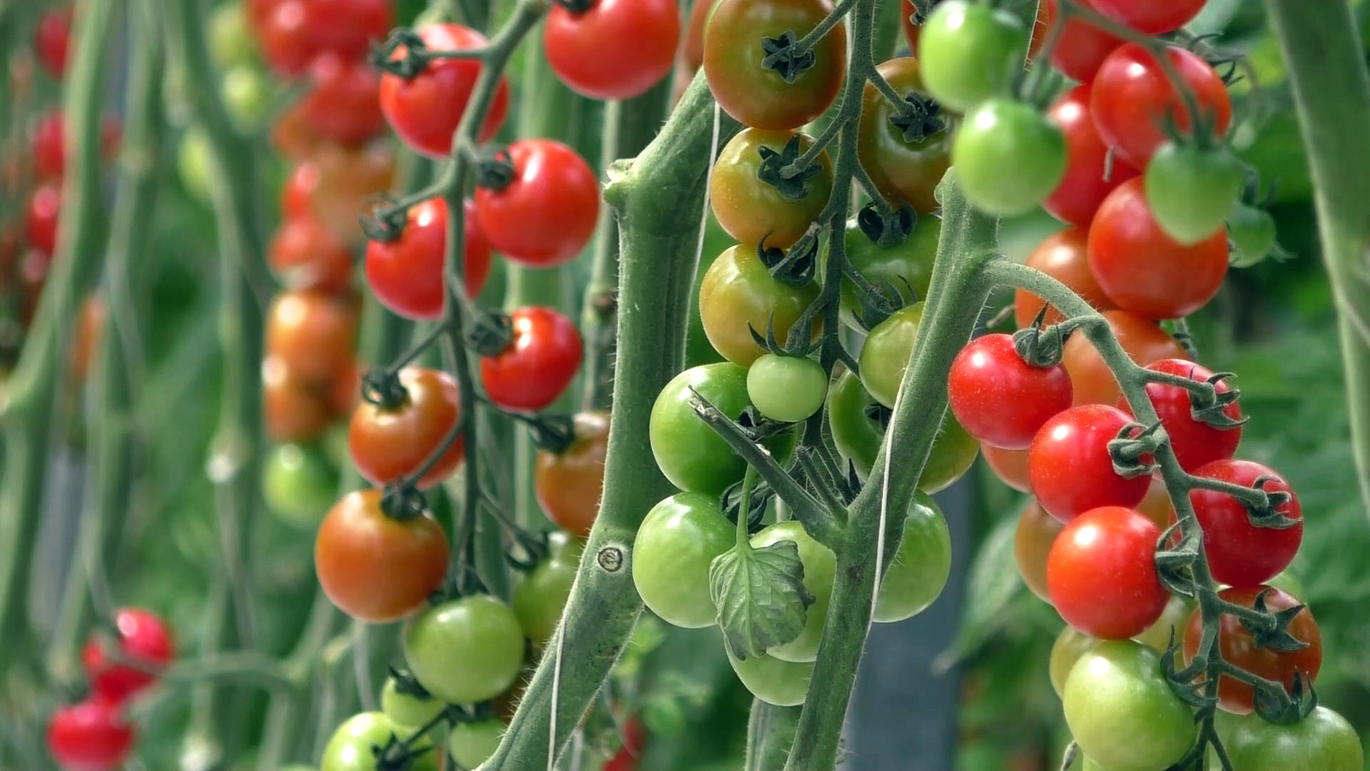 Made in Kent Walmestone Growers