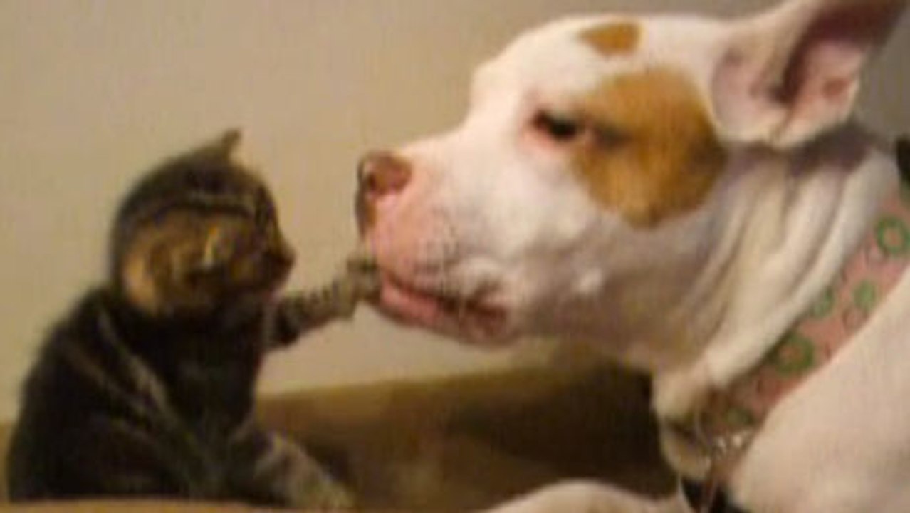 Ein Pitbull kümmert sich um eine Katze. video Dailymotion