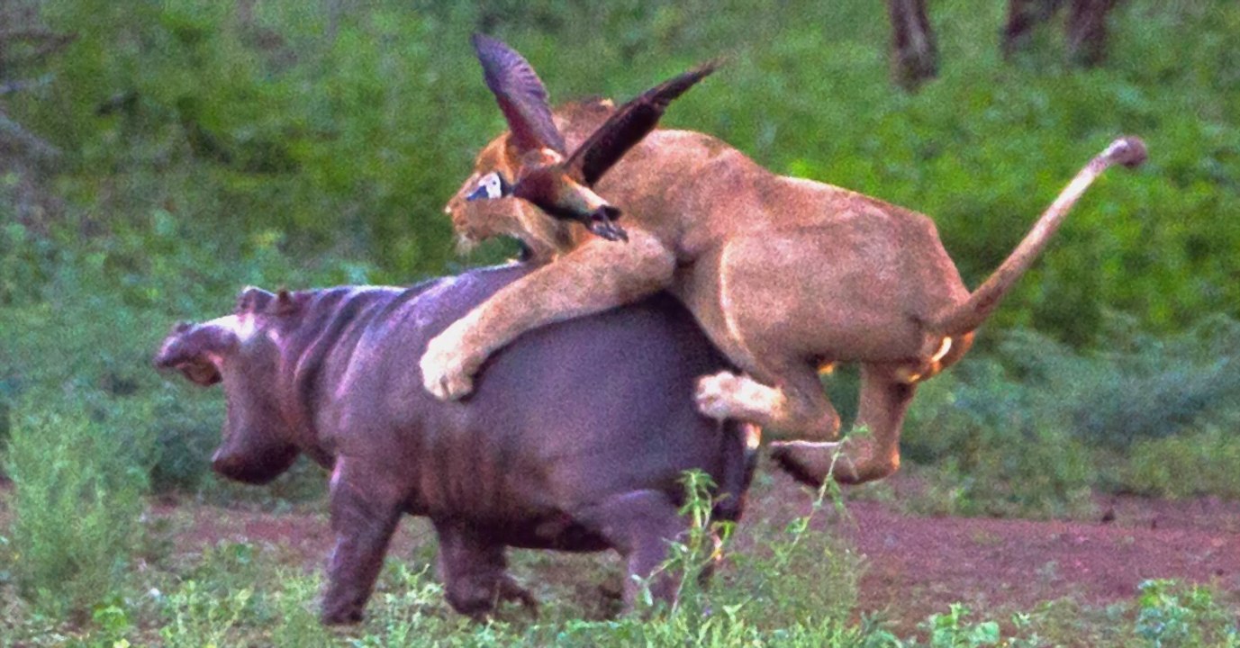Quand une mère hippopotame tente de défendre son petit