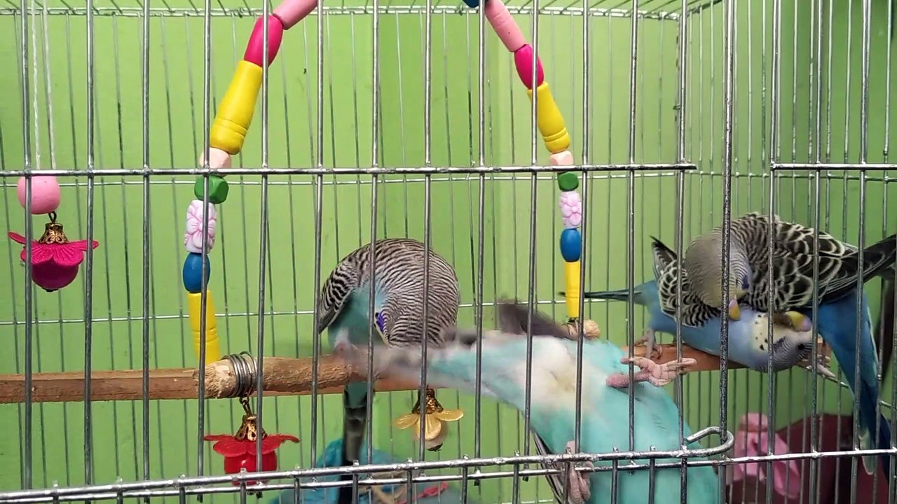 Beautiful budgies birds playing video Dailymotion