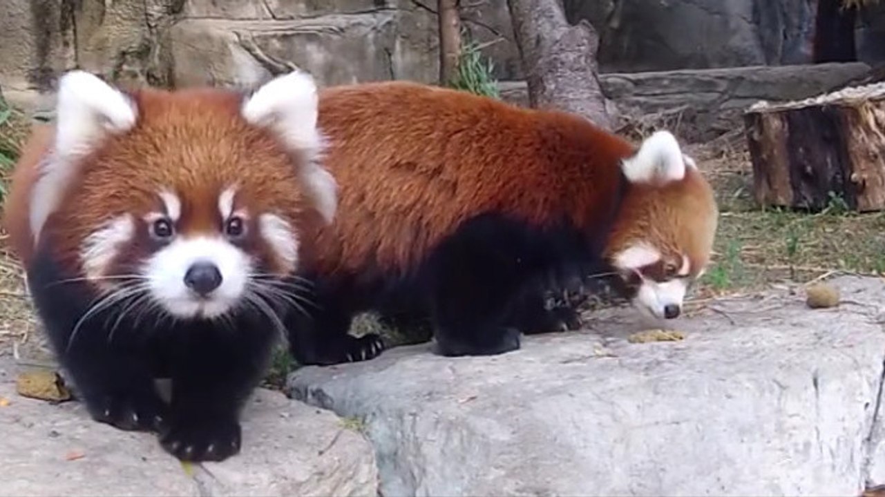 Ce panda roux a une adorable réaction quand il se rend