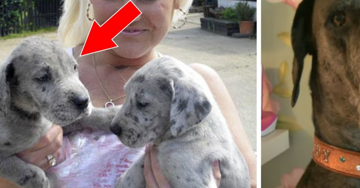 En adoptant ce chiot, elle n'aurait jamais cru qu'il se