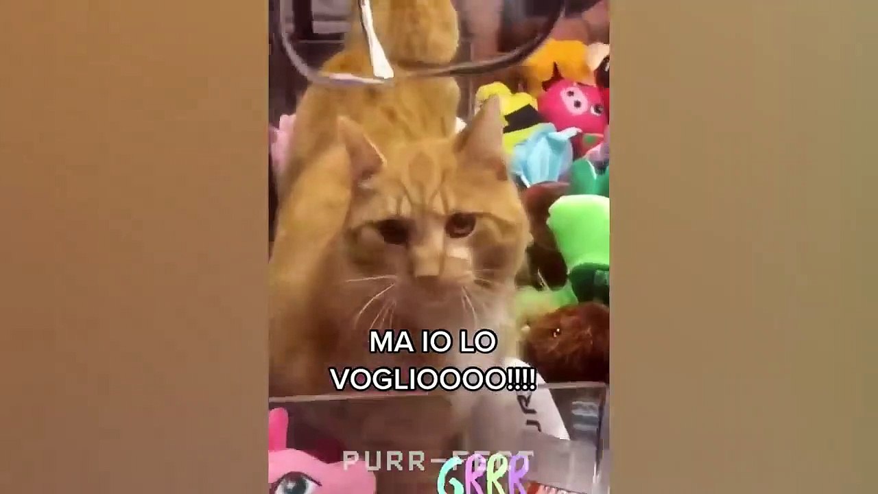 OMG So Cute ♥ Funny Cats and Dogs 2022 Purrfect video