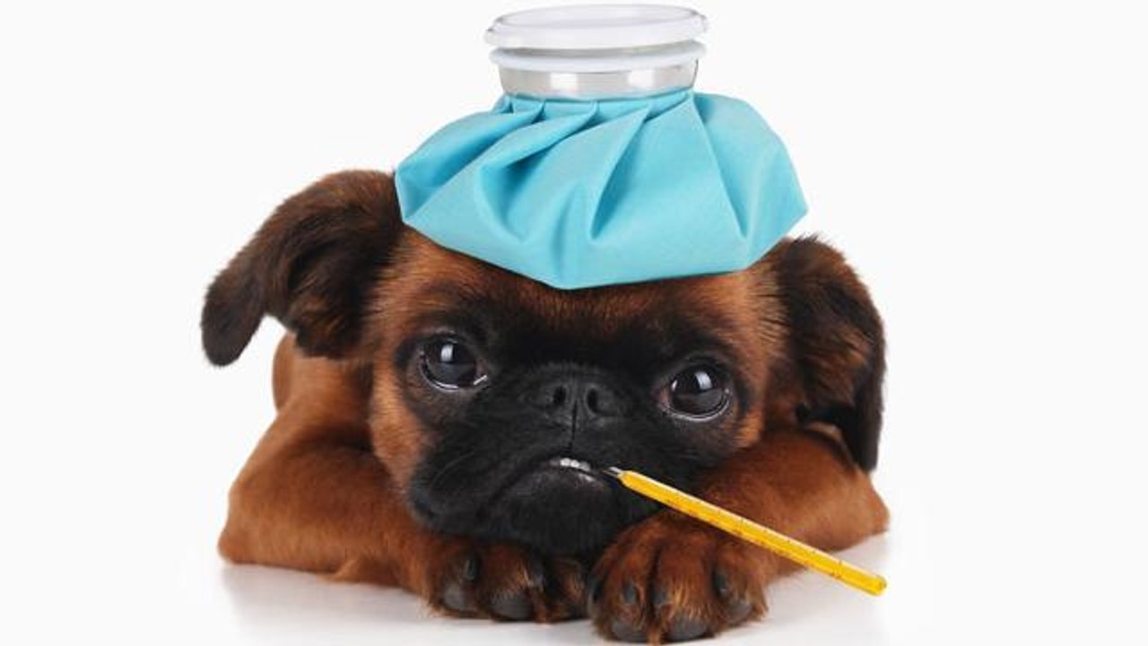 CAM Pourquoi aton de la fièvre quand on est malade