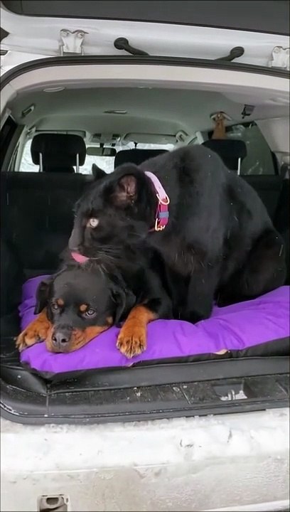 Un chien se fait caliner par une panthère noire Vidéo