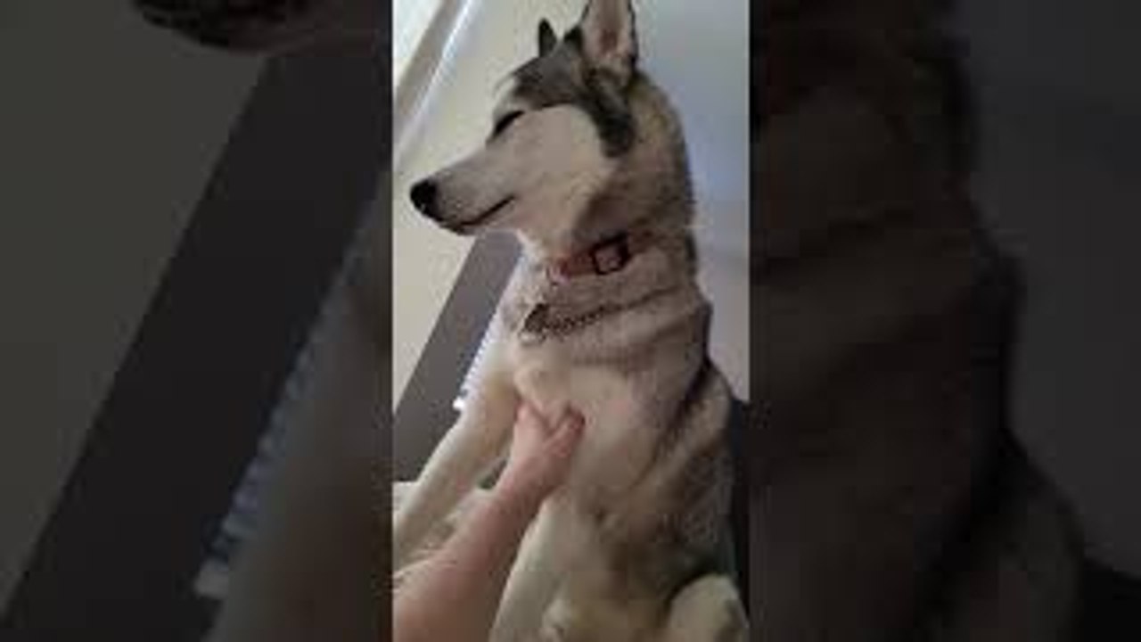 Husky Wakes Up Owner and Demands Chest Rubs video