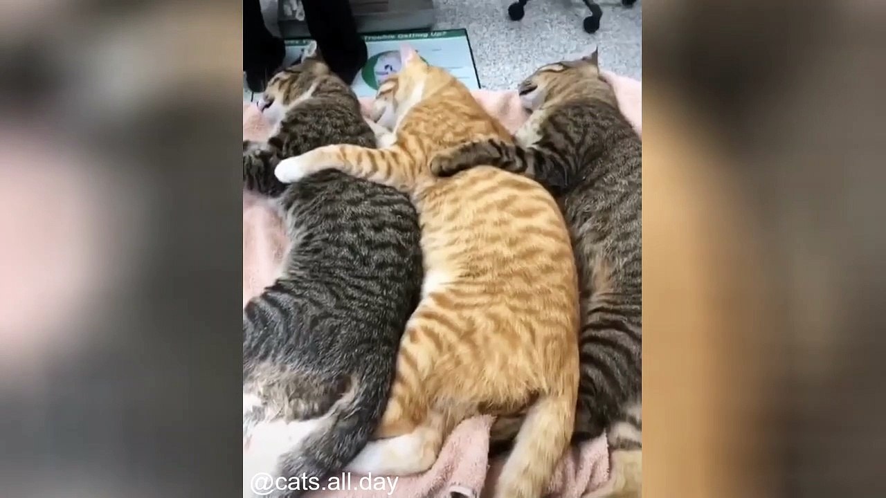 Drole de chat Videos_1644265465 Vidéo Dailymotion